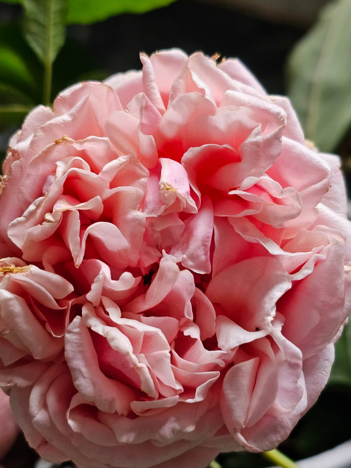 Flores de ‘Duarte de Oliveira’, de pétalos rosados y asalmonados.