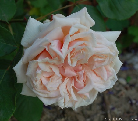 Flor de ‘Gloire de Dijon’, crema con matices damasco y numerosos pétalos.