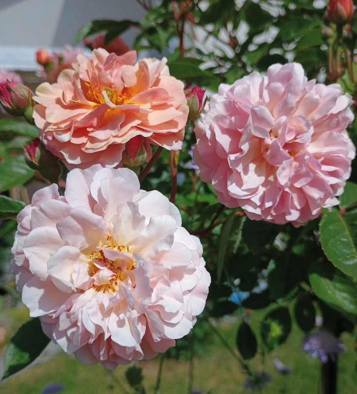 Ramillete de ‘Cornelia’ con flores de tonos damasco, rosados y pálidos.