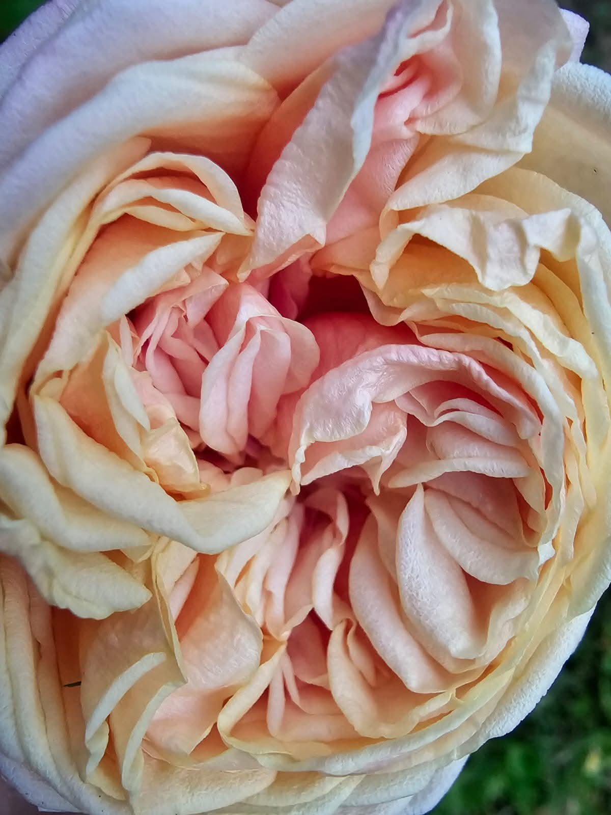 Detalle de ‘E. Veyrat Hermanos’, con pétalos de tonos damasco, crema y rosado.