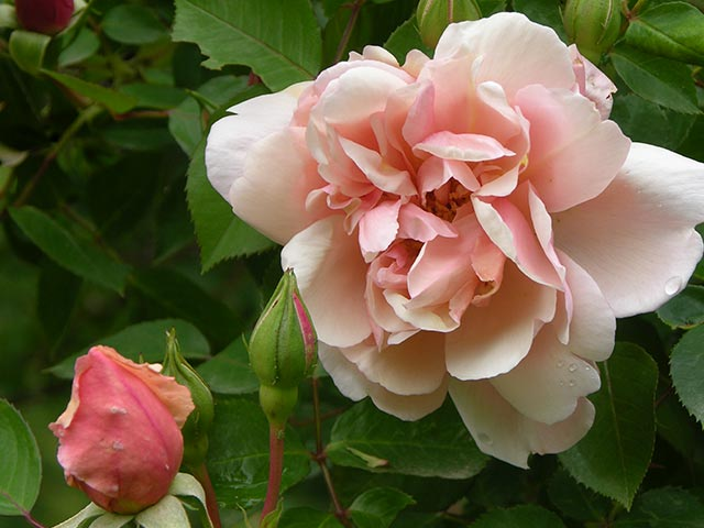 Flor de ‘Albertine’ de color rosado salmón, junto a un pimpollo de tono más intenso.