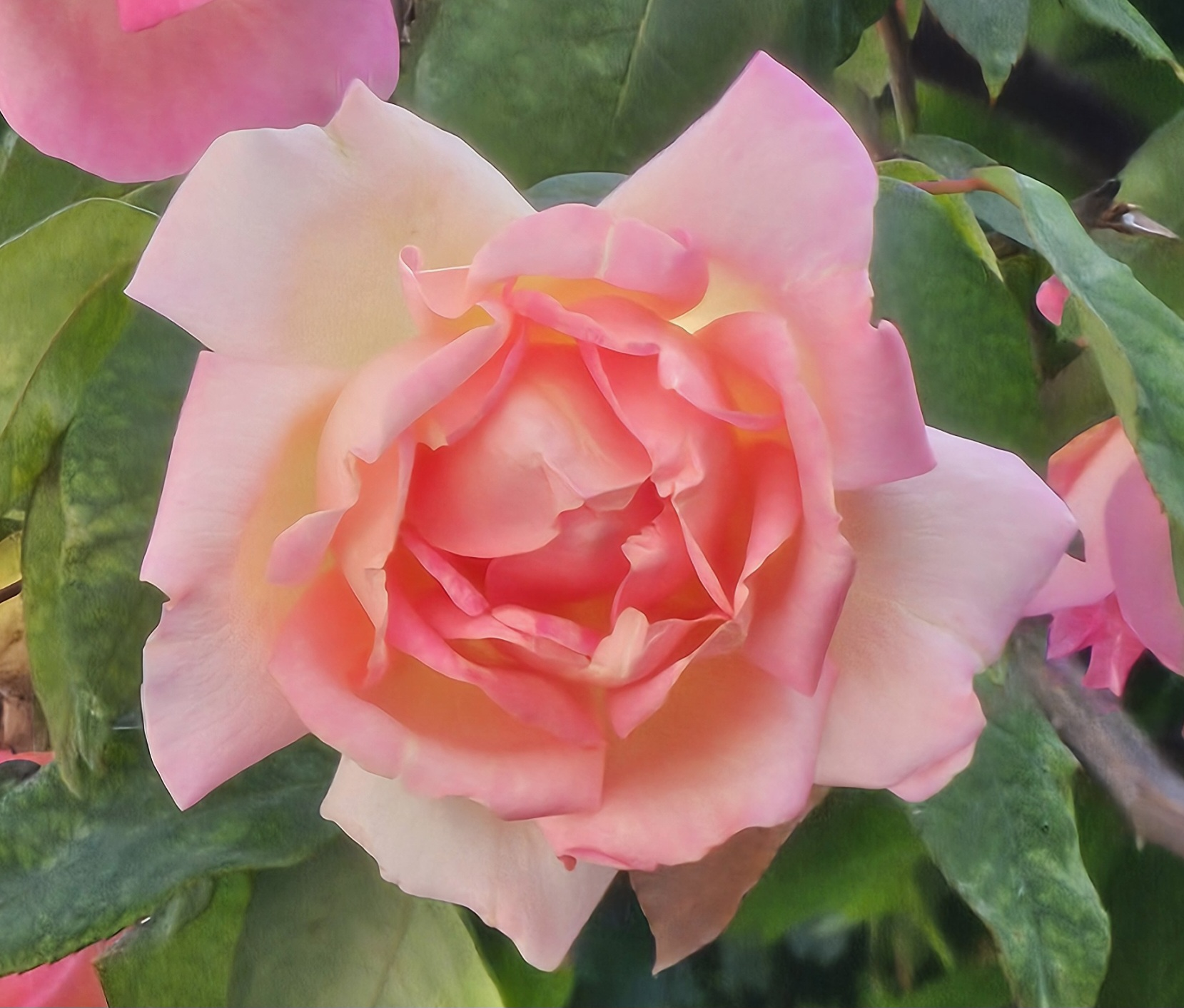 Flor de ‘Souvenir de Madame Léonie Viennot’ con tonos rosados, amarillos y durazno.