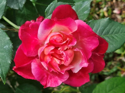 Flor de ‘Général Gallieni’ con pétalos rojos y carmines y matices amarillos.