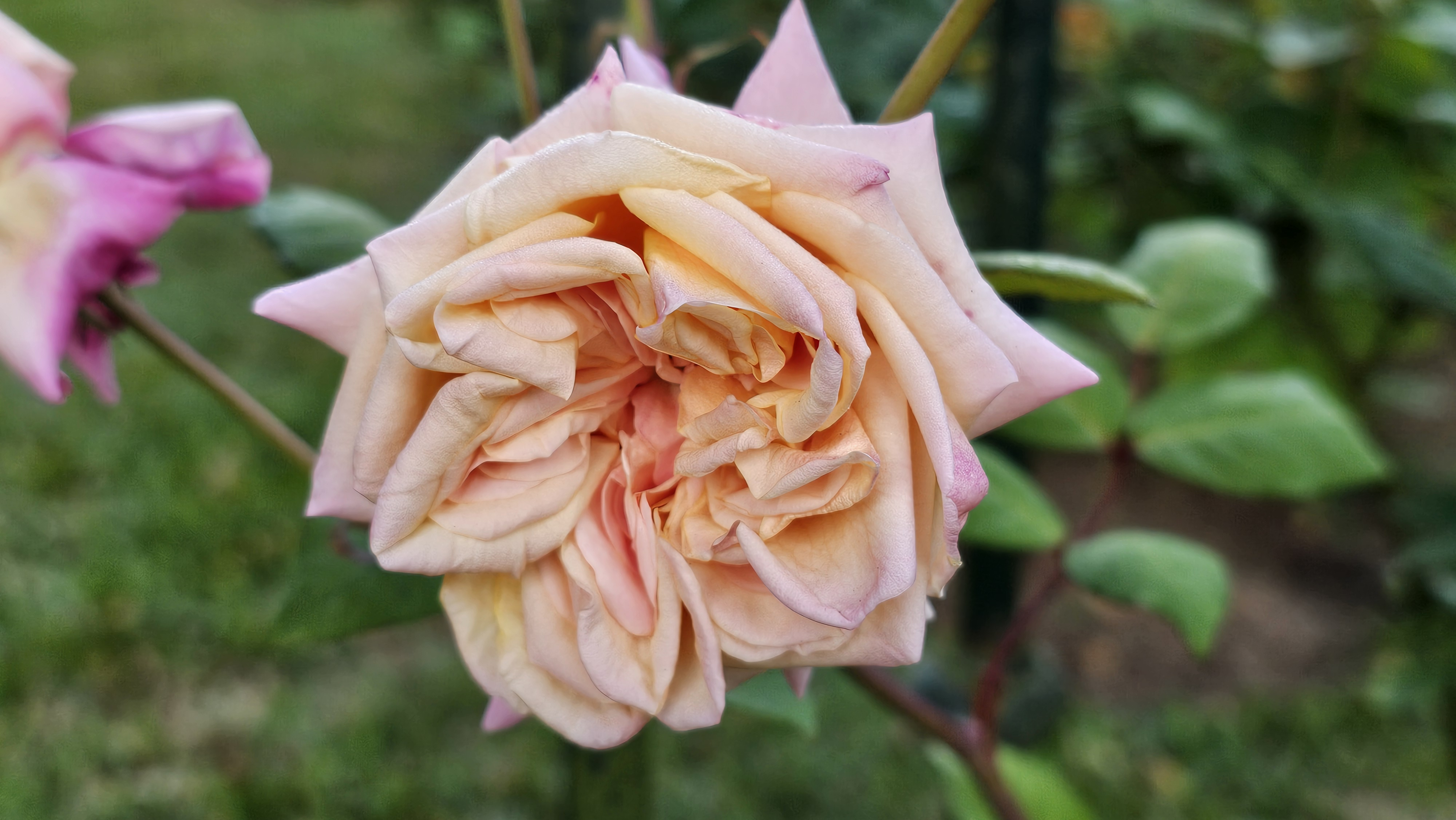 Flor de ‘Mademoiselle Franziska Kruger’ con tonos crema, amarillos y rosados.